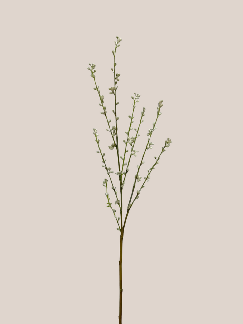 Willow