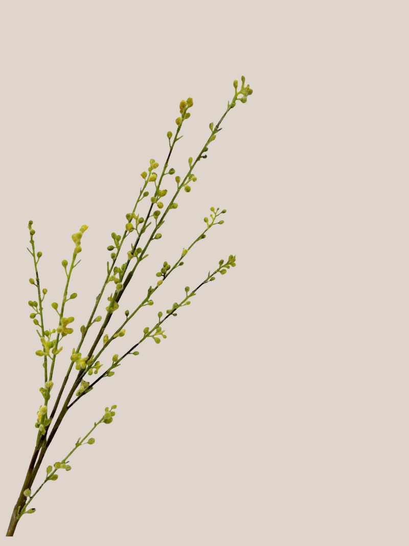 Willow