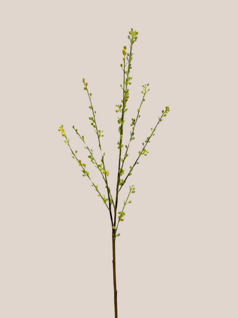 Willow