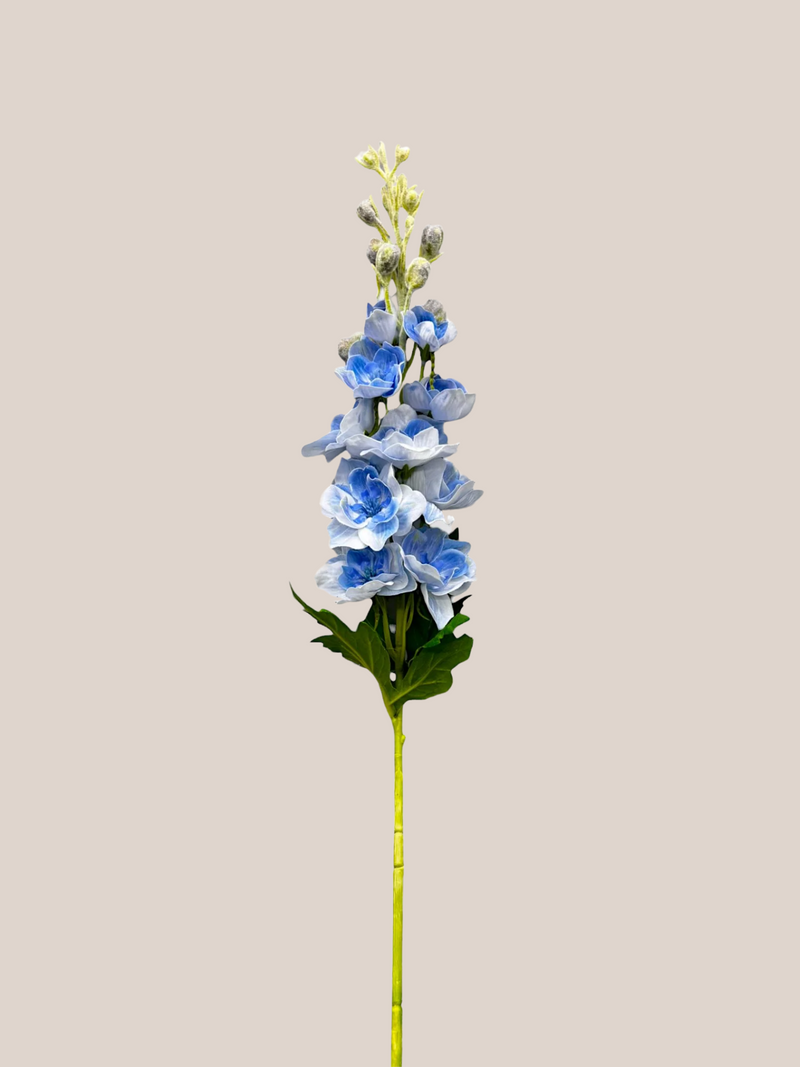 Delphinium