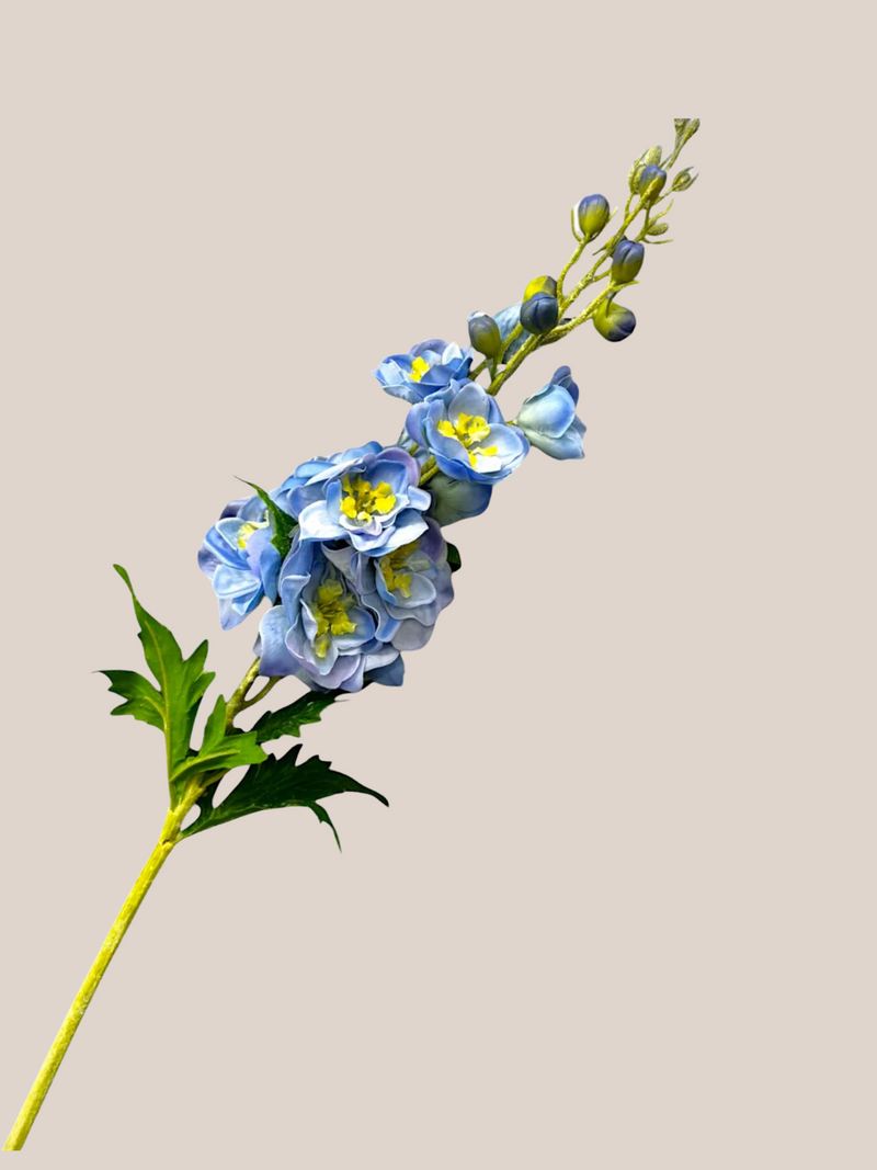 Delphinium