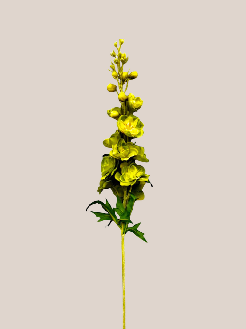 Delphinium