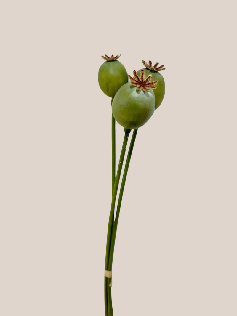 Semillas Amapola