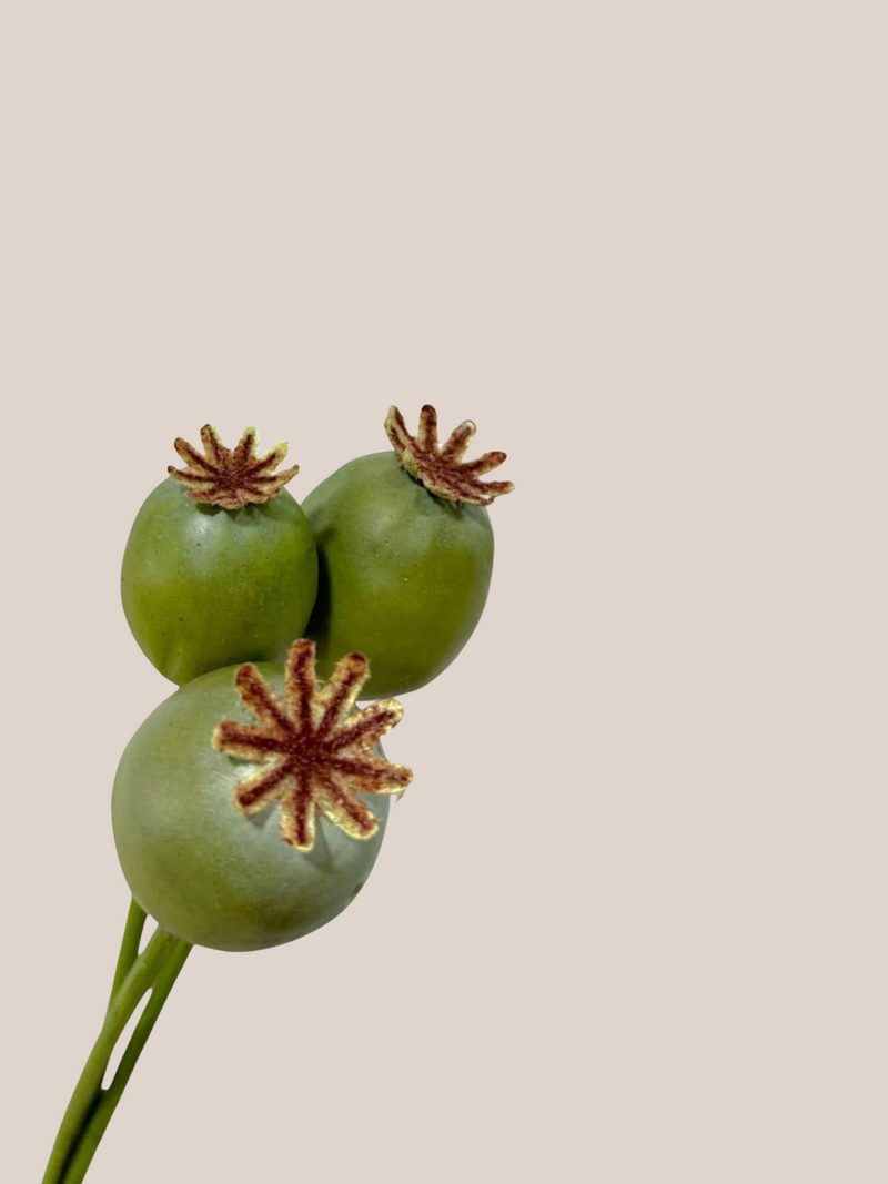 Semillas Amapola