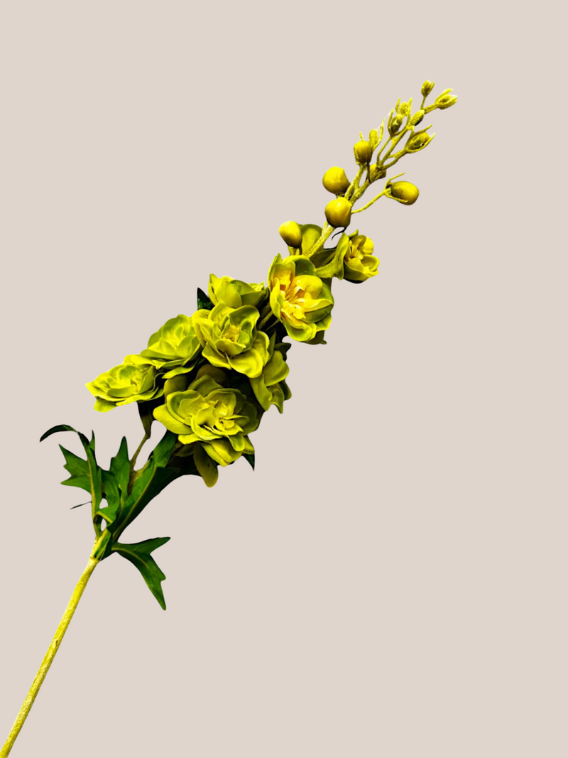 Delphinium
