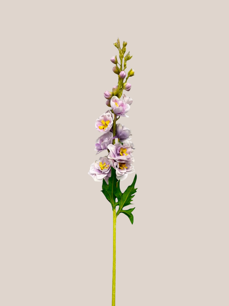 Delphinium