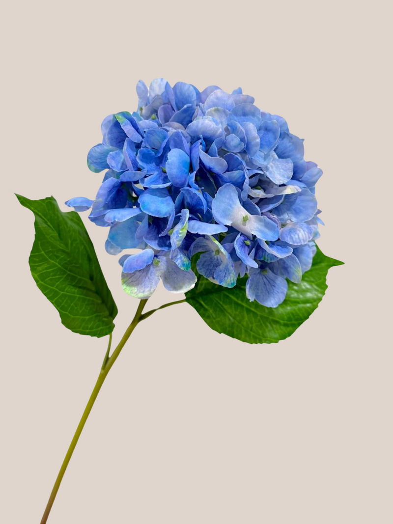Hortensia RT