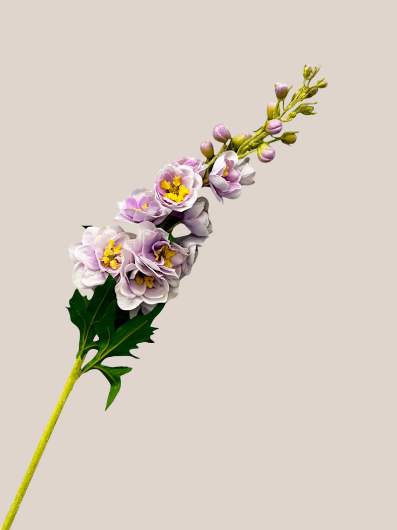 Delphinium