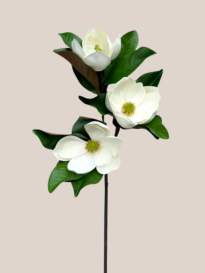 Magnolia