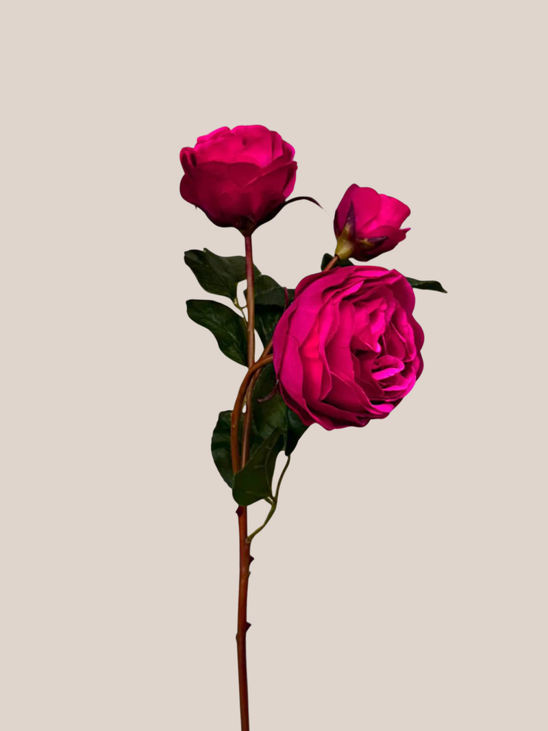 Rosa