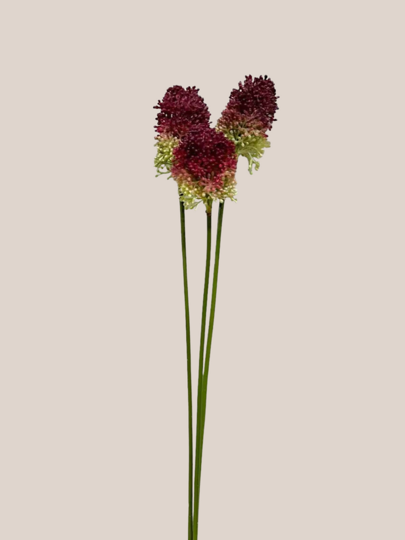 Bulbos de Allium