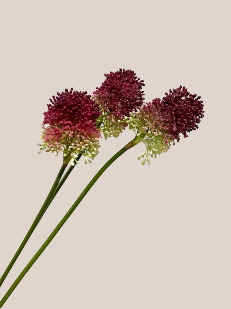 Bulbos de Allium