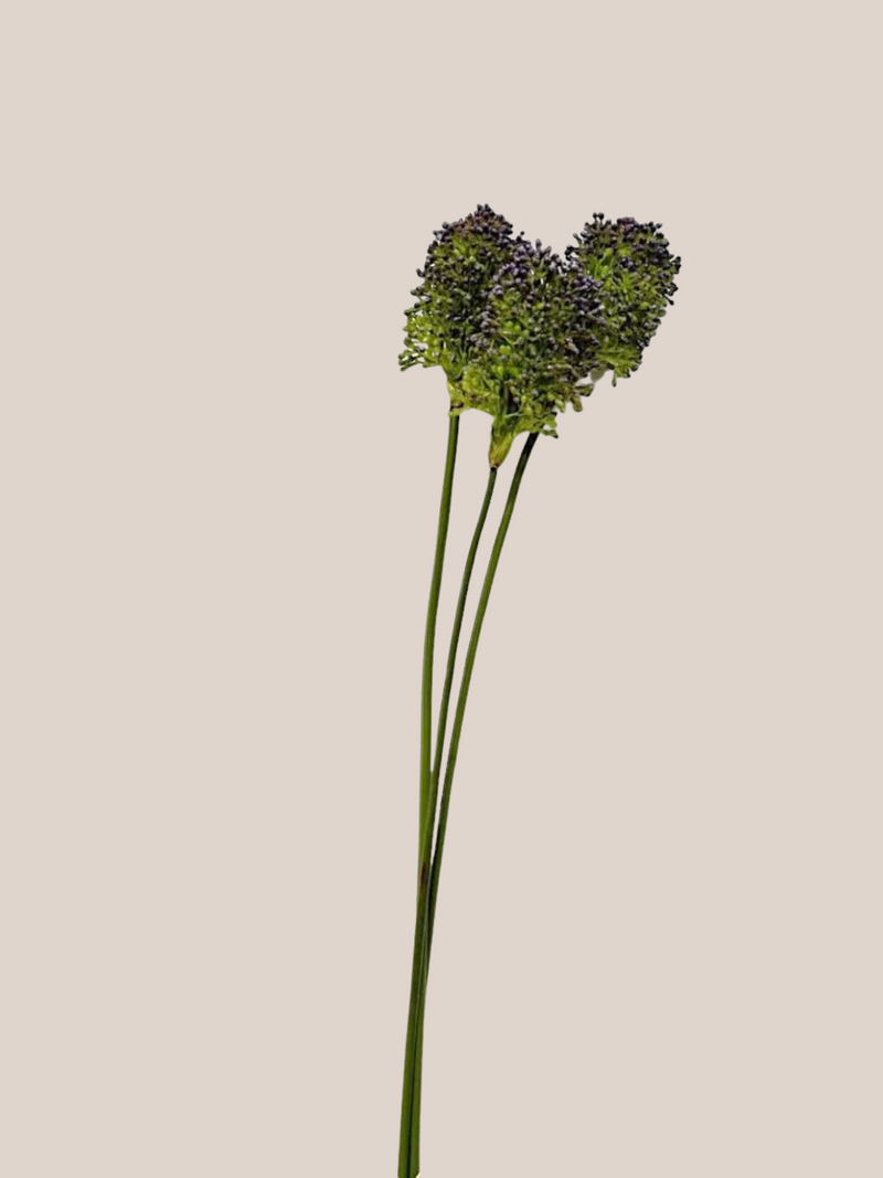 Bulbos de Allium