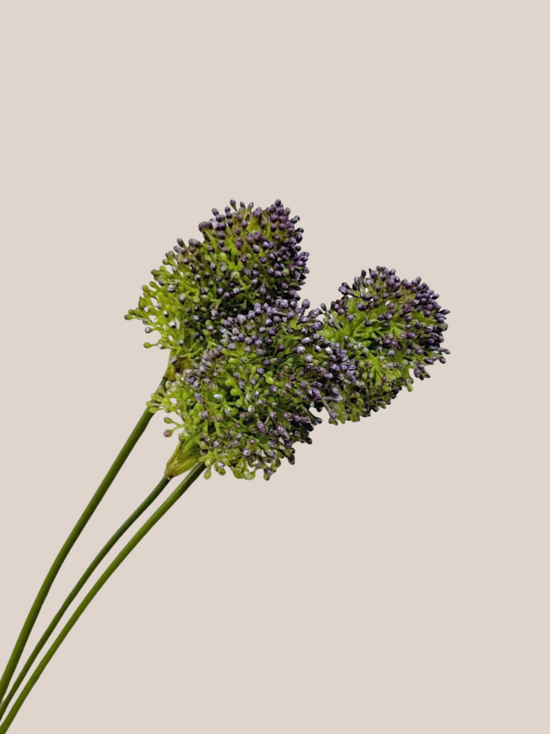 Bulbos de Allium