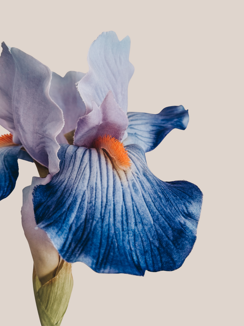 Iris L