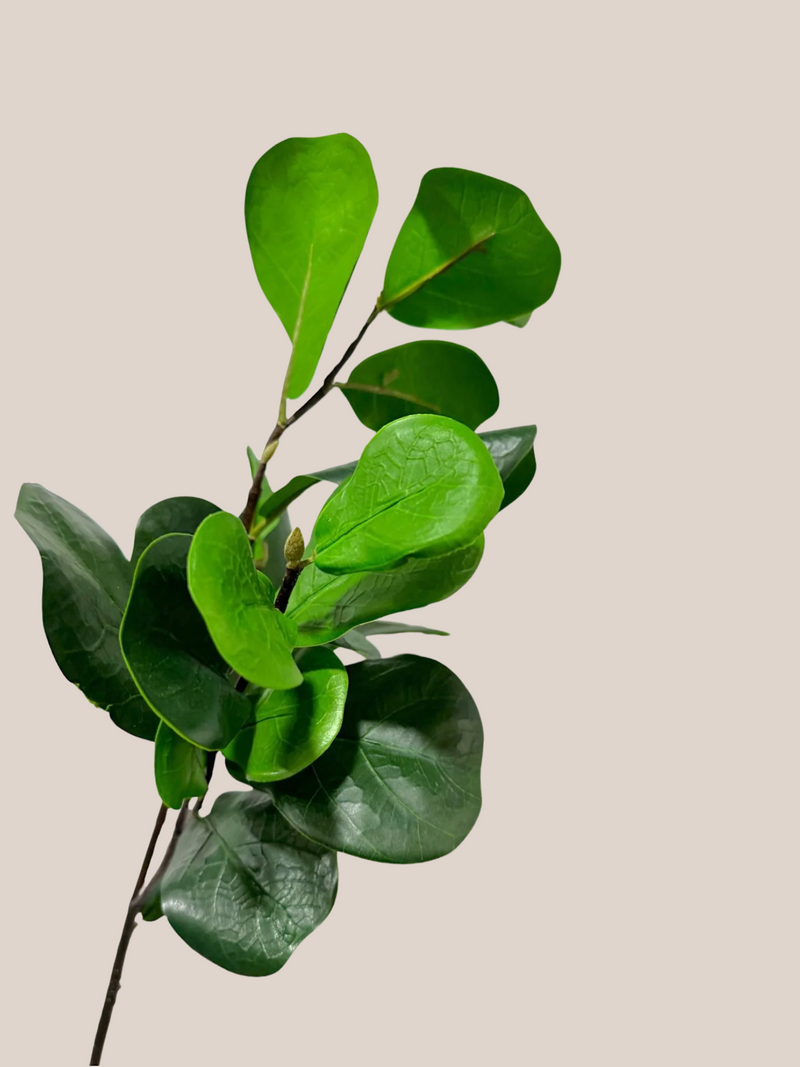 Hojas Fiddle
