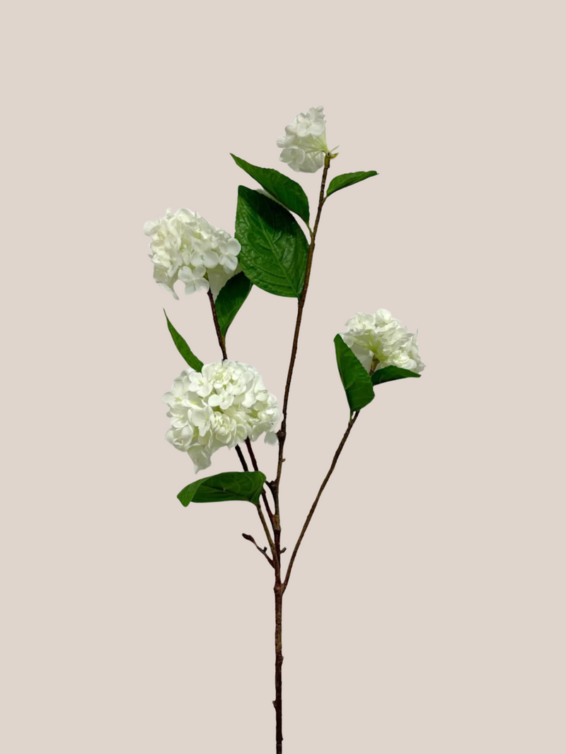 Hortensia Copo de Nieve
