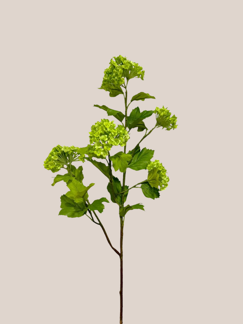 Hortensia Copo de Nieve