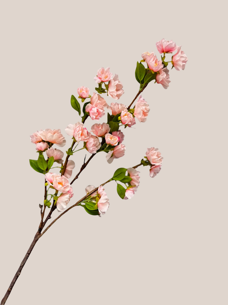 Cherry Blosom