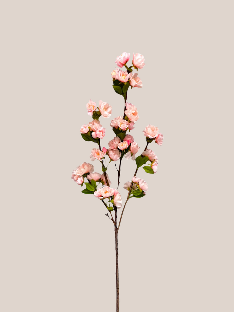Cherry Blosom