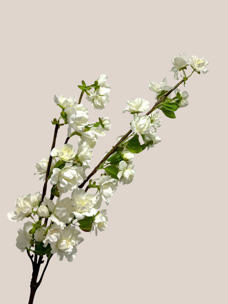 Cherry Blosom