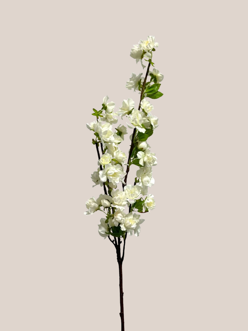 Cherry Blosom