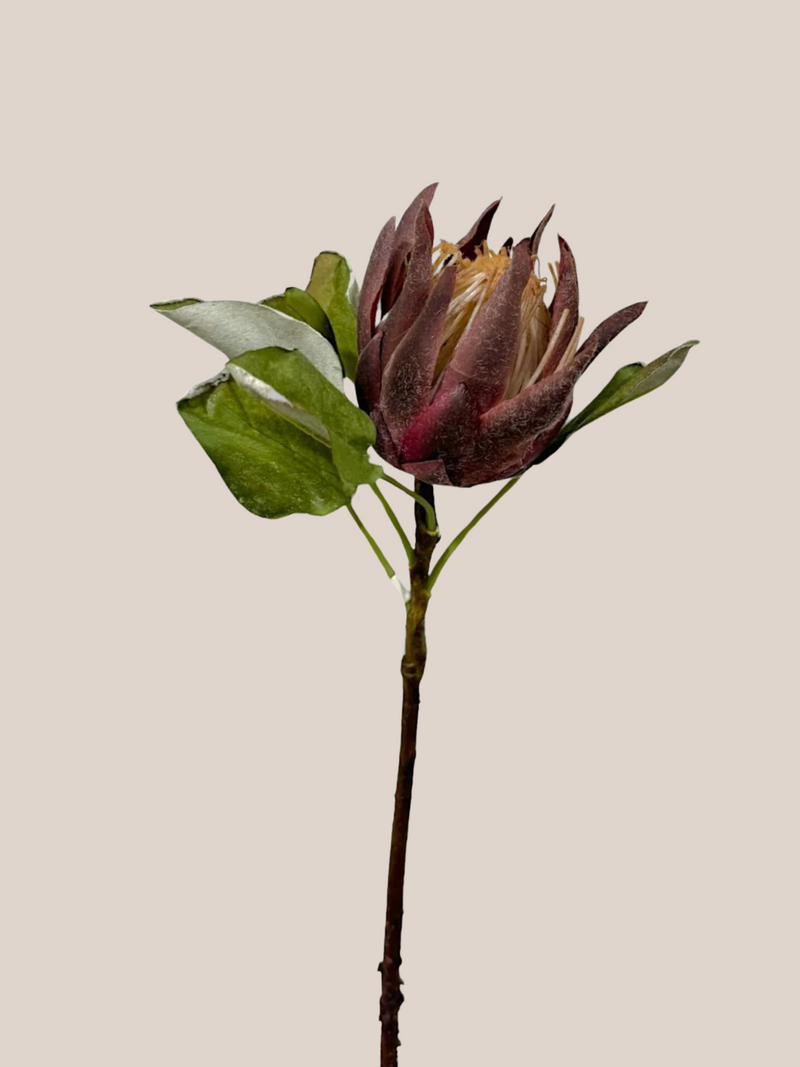 Protea King Abierta