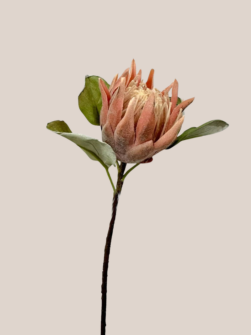Protea King Abierta