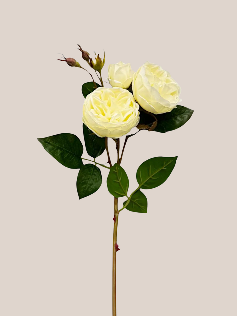 Rosa Cabbage