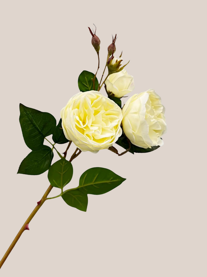 Rosa Cabbage