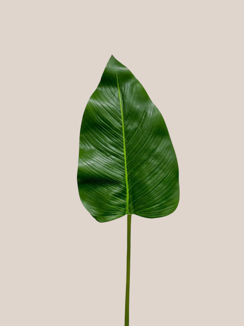 Calla Lily