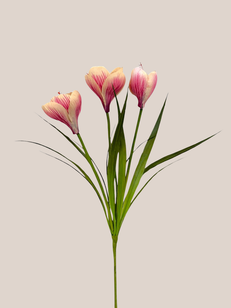 Crocus