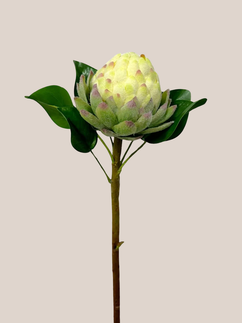 Protea Rey