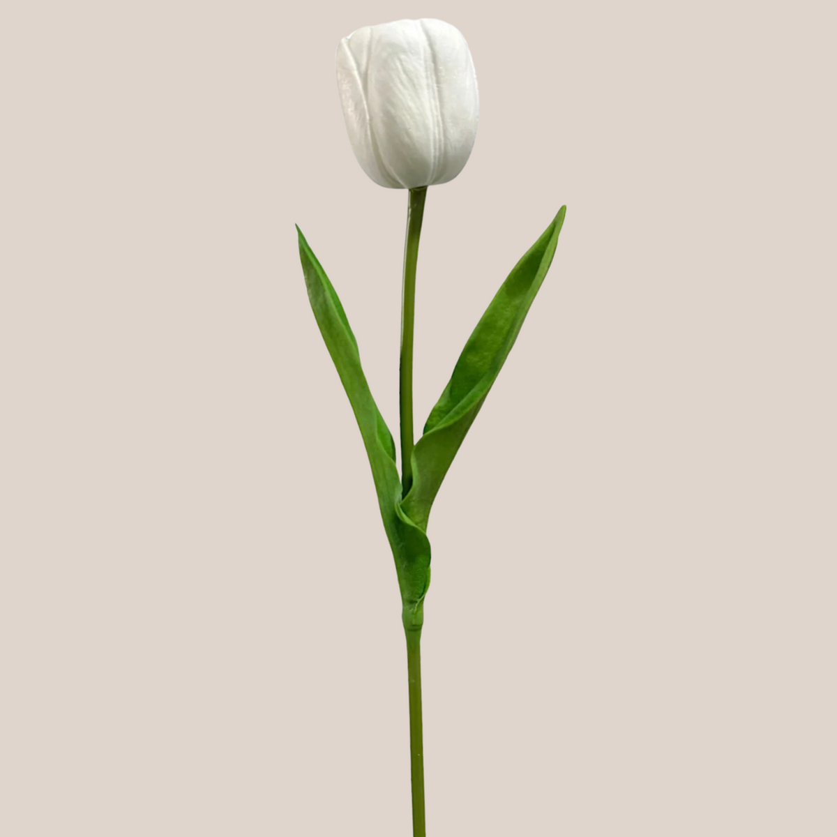 Tulipan Single