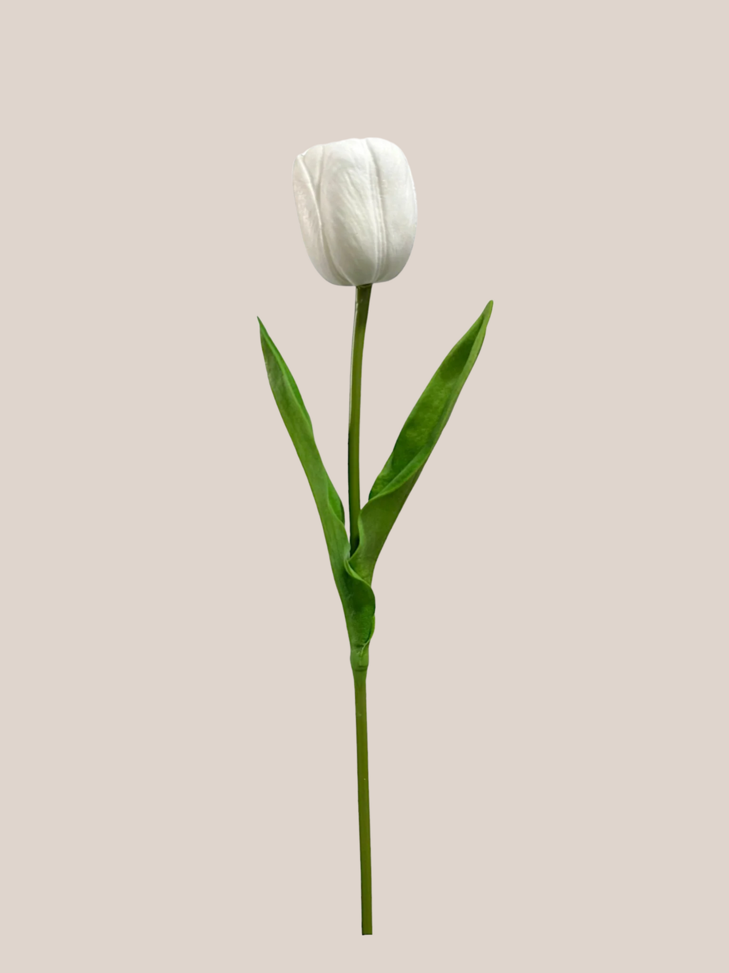 Tulipan Single