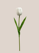 Tulipan Single