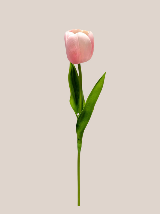 Tulipan Single