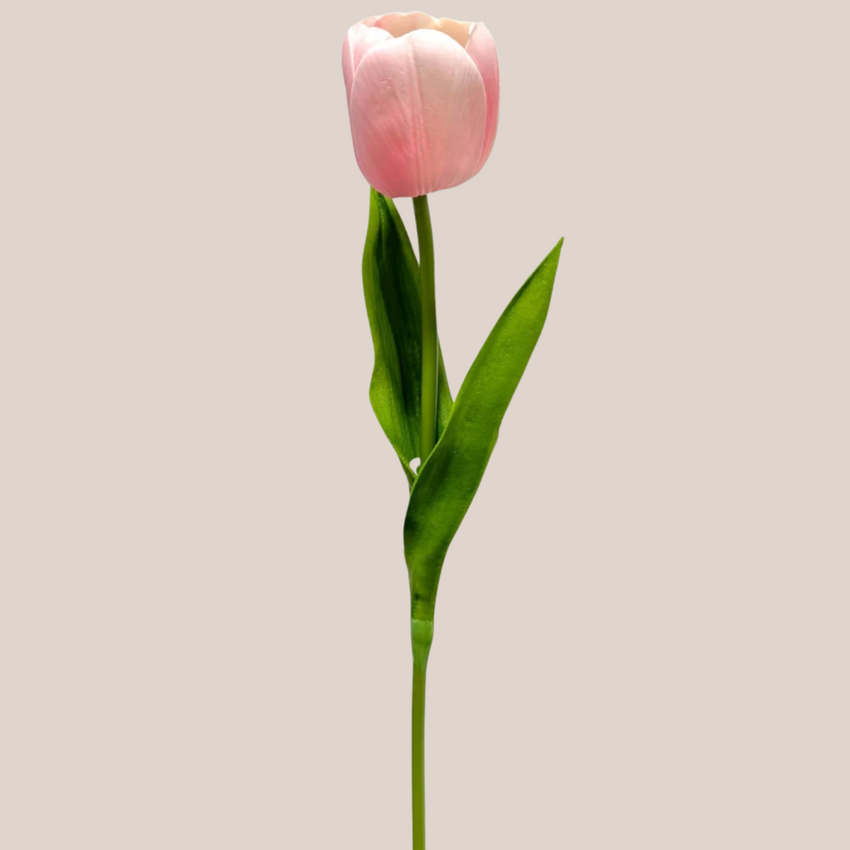 Tulipan Single