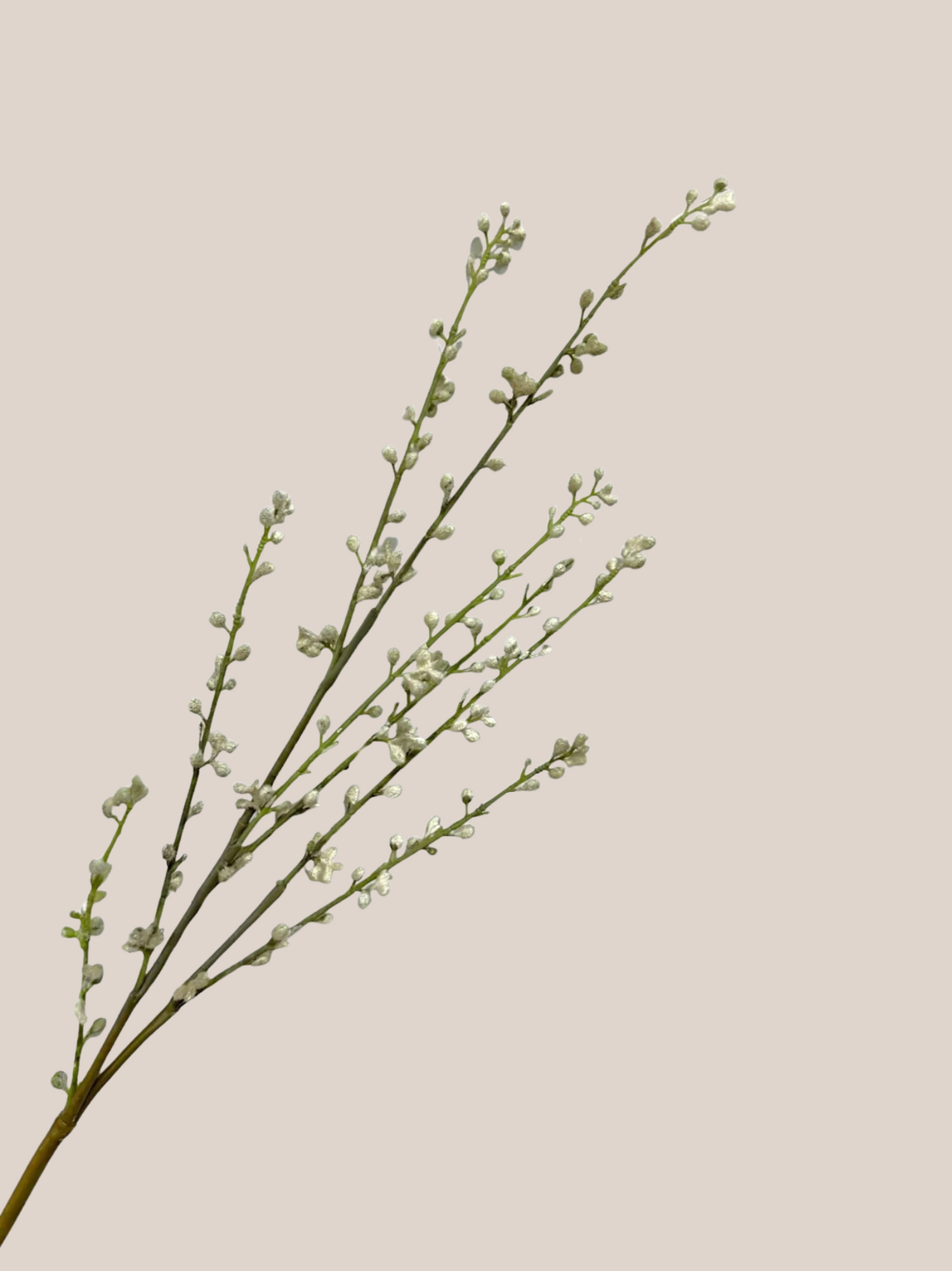 Willow