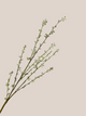 Willow
