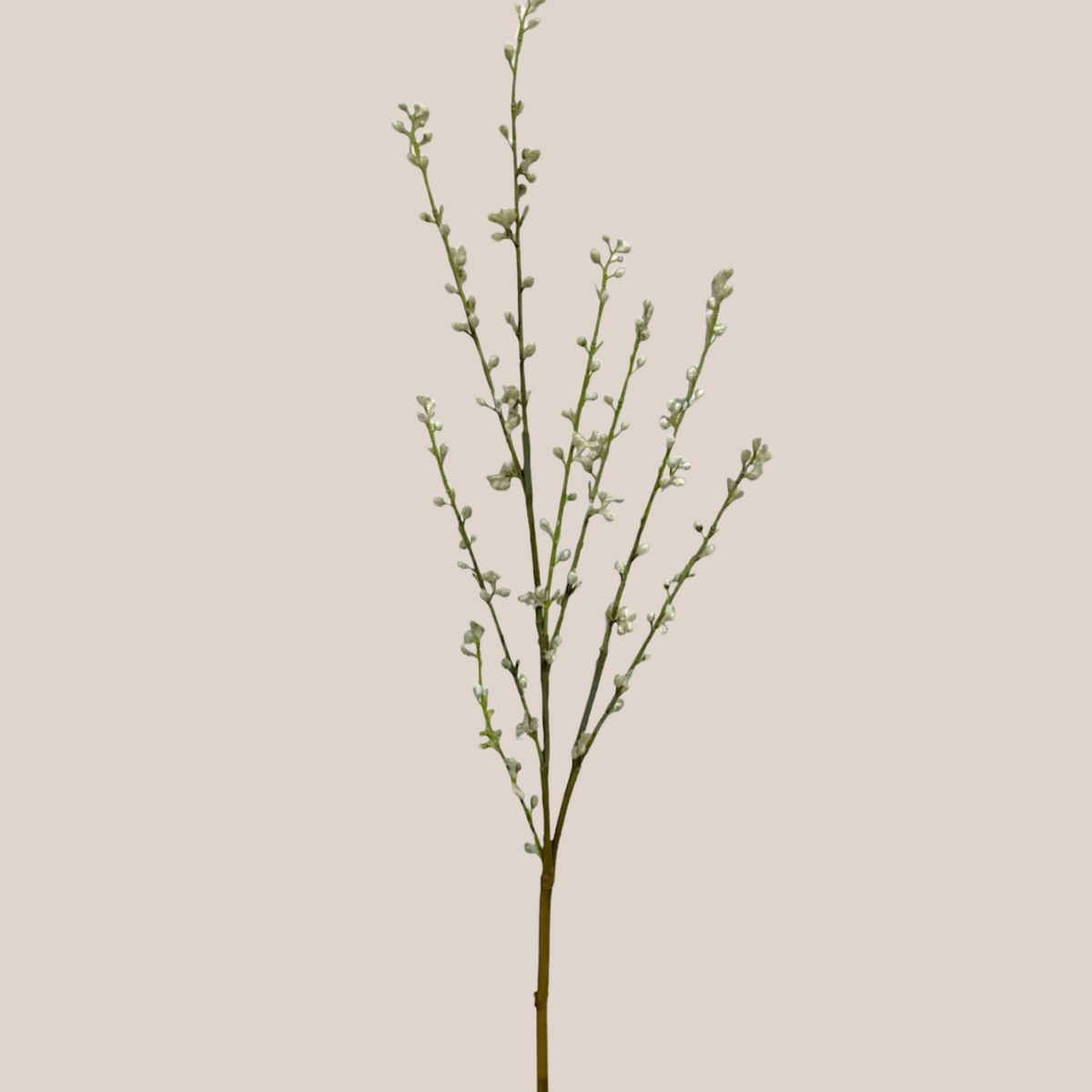 Willow