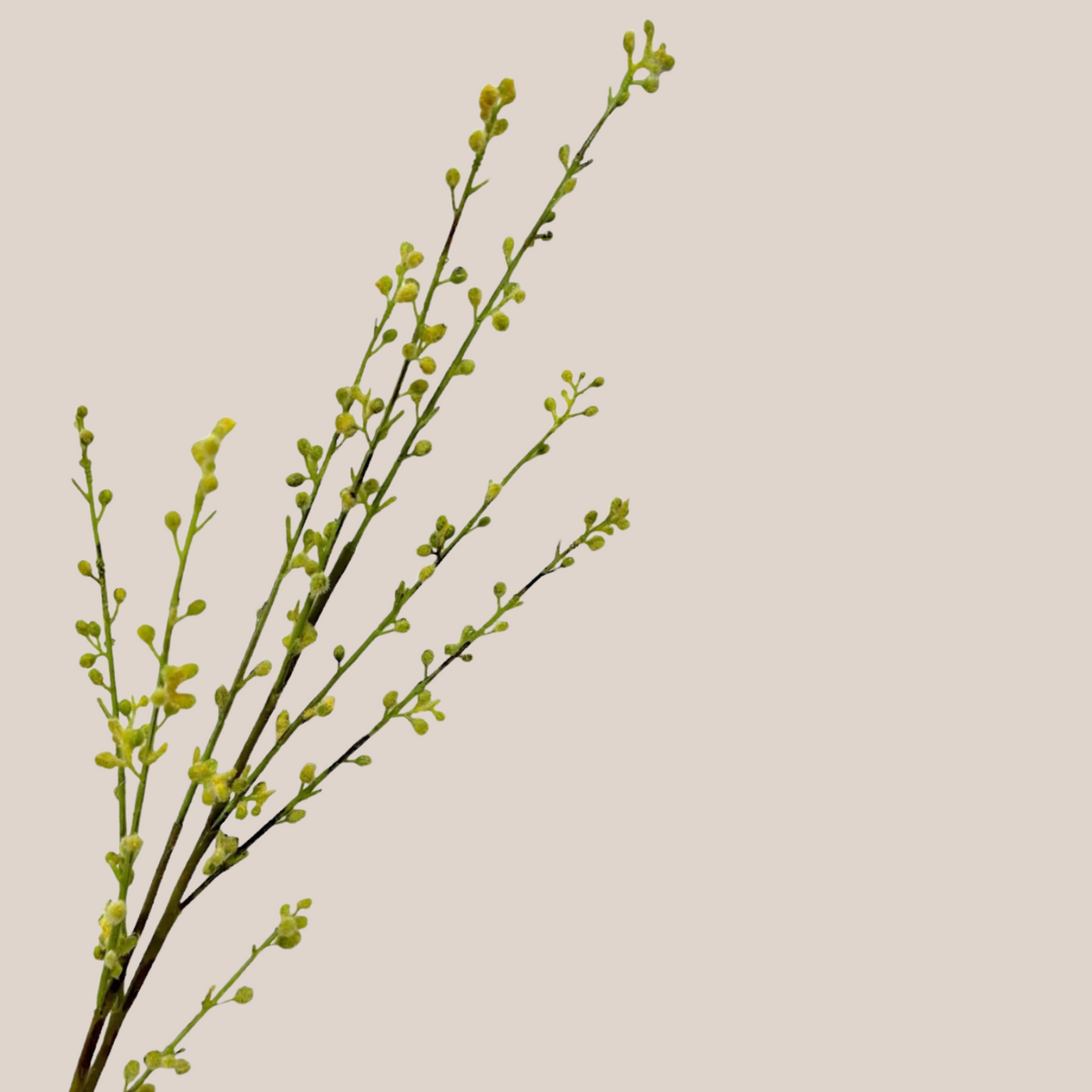 Willow
