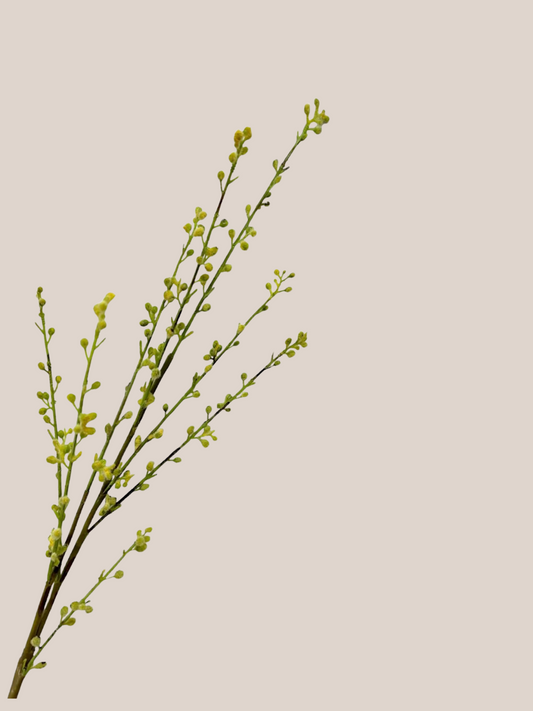Willow