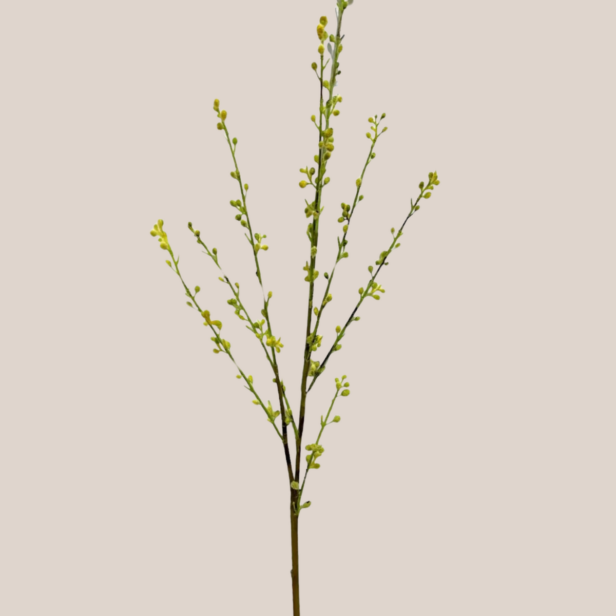 Willow
