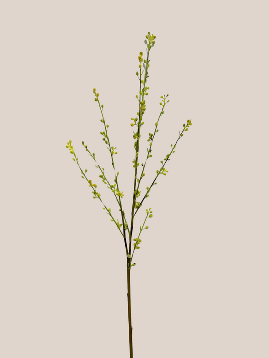 Willow Amarillo