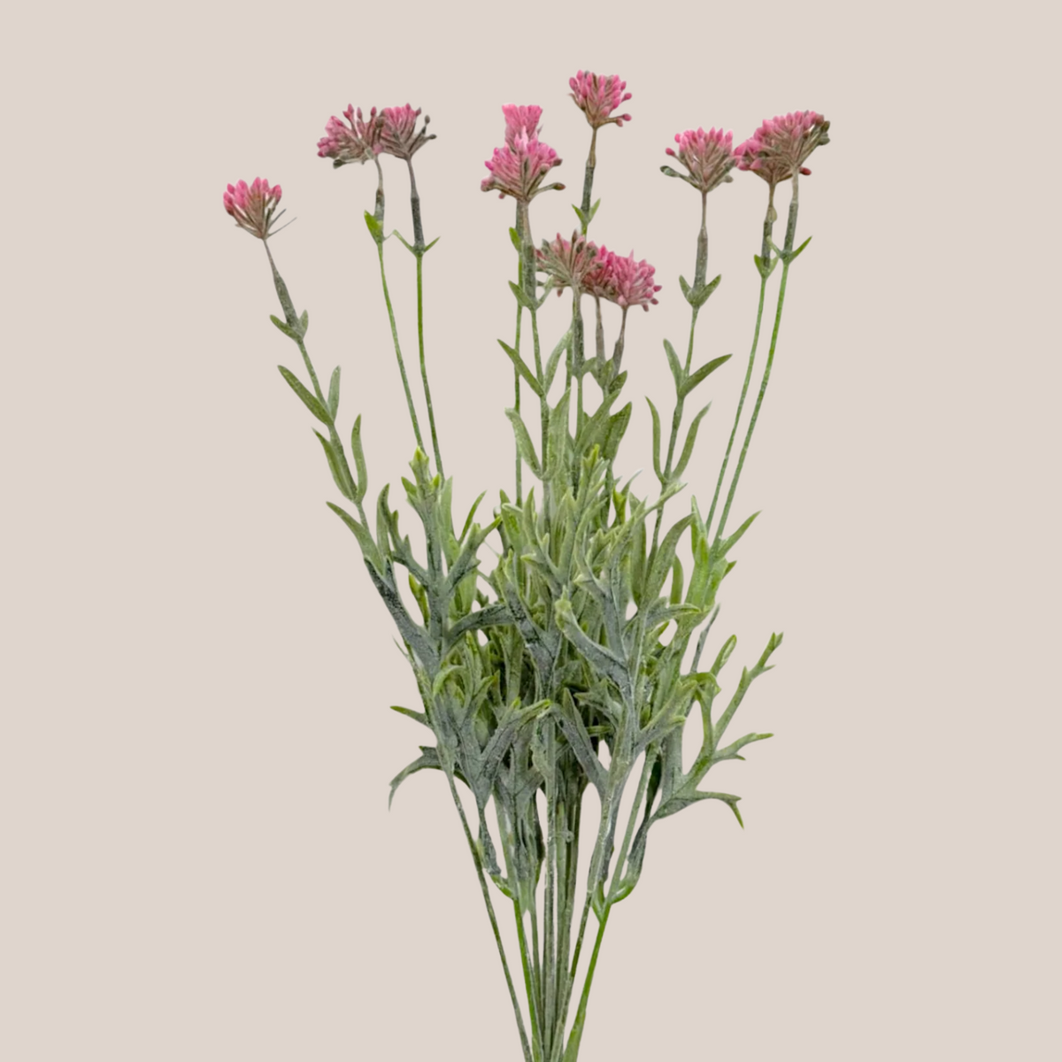 Grass Bush