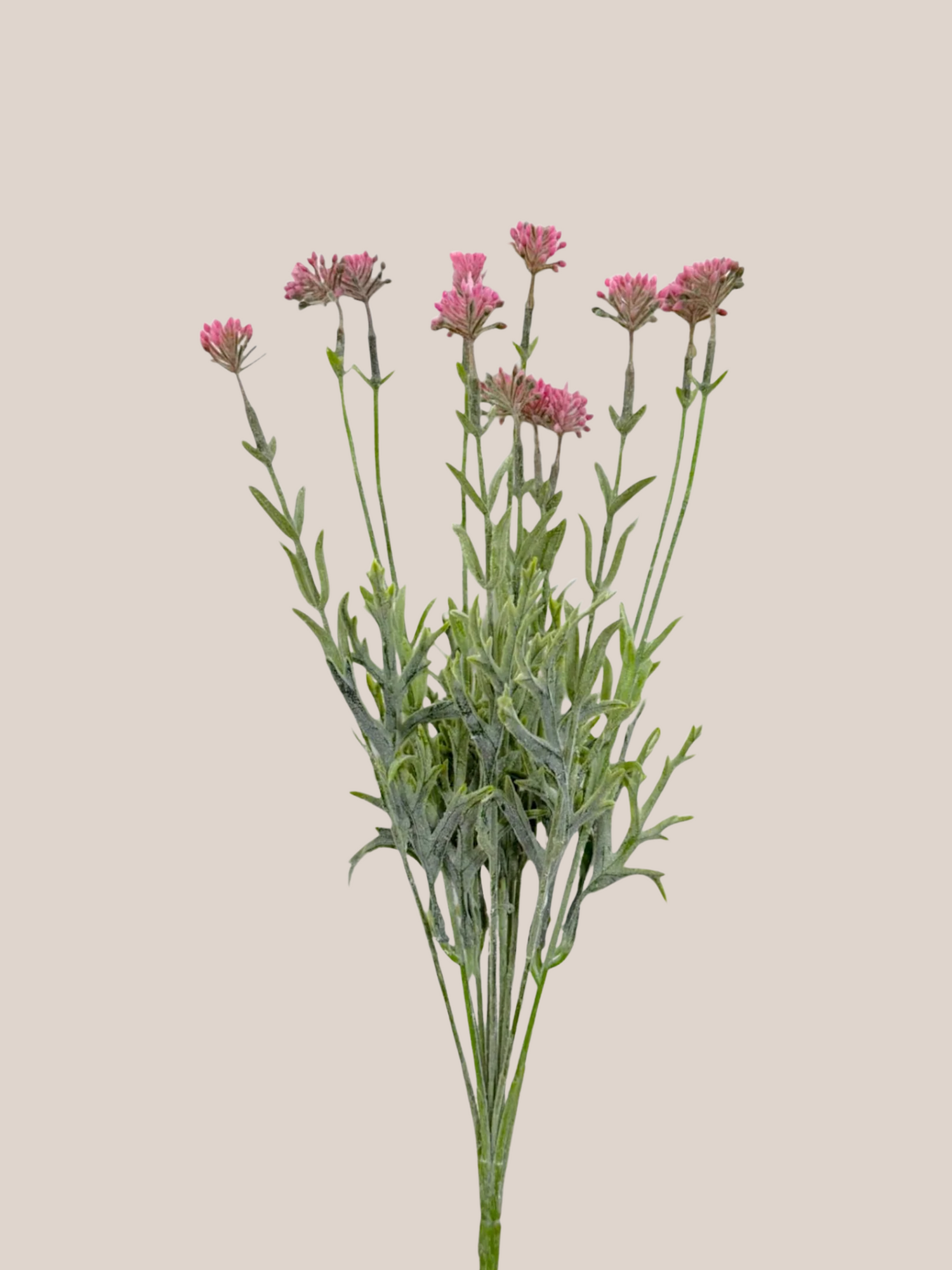 Grass Bush