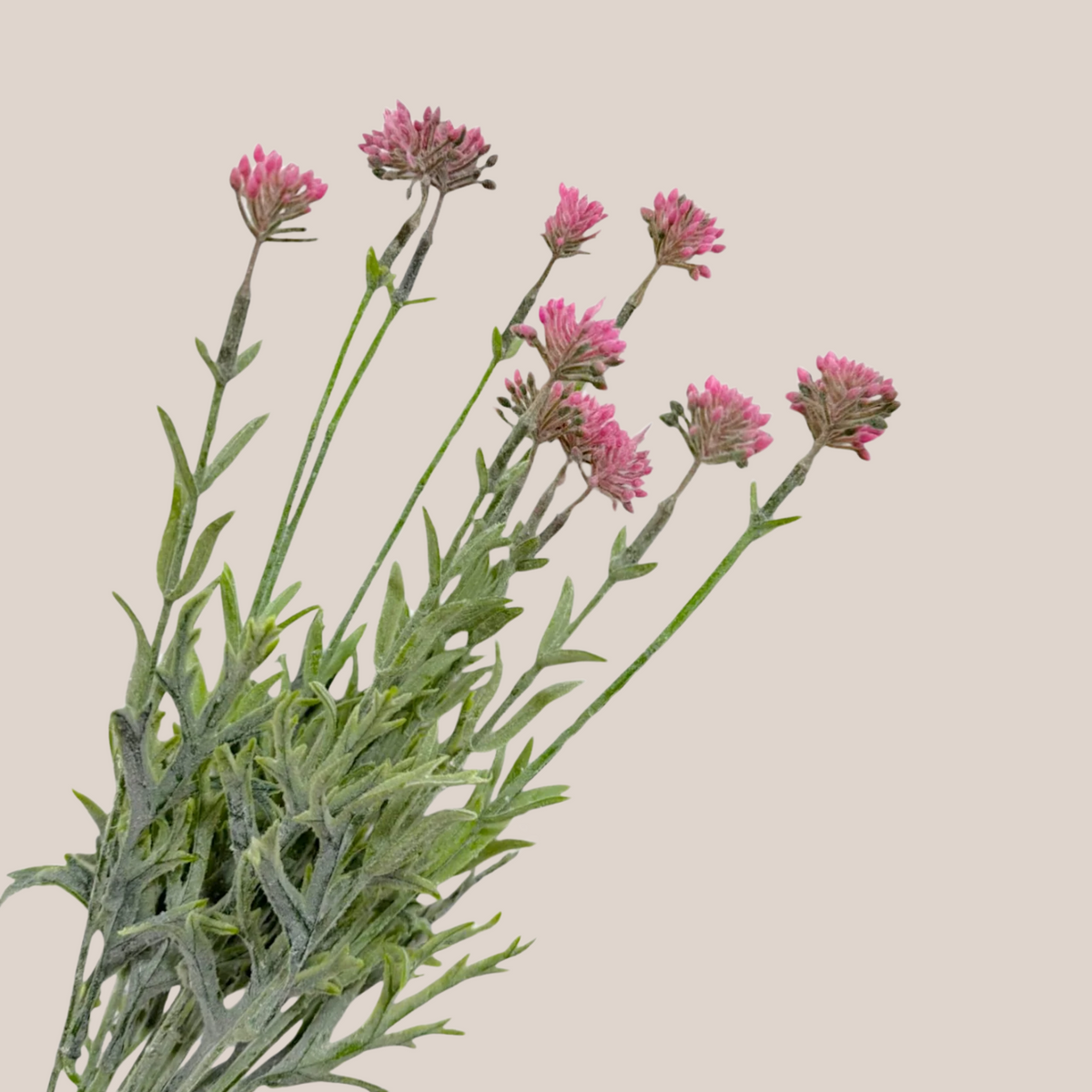 Grass Bush