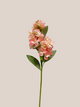 Flor