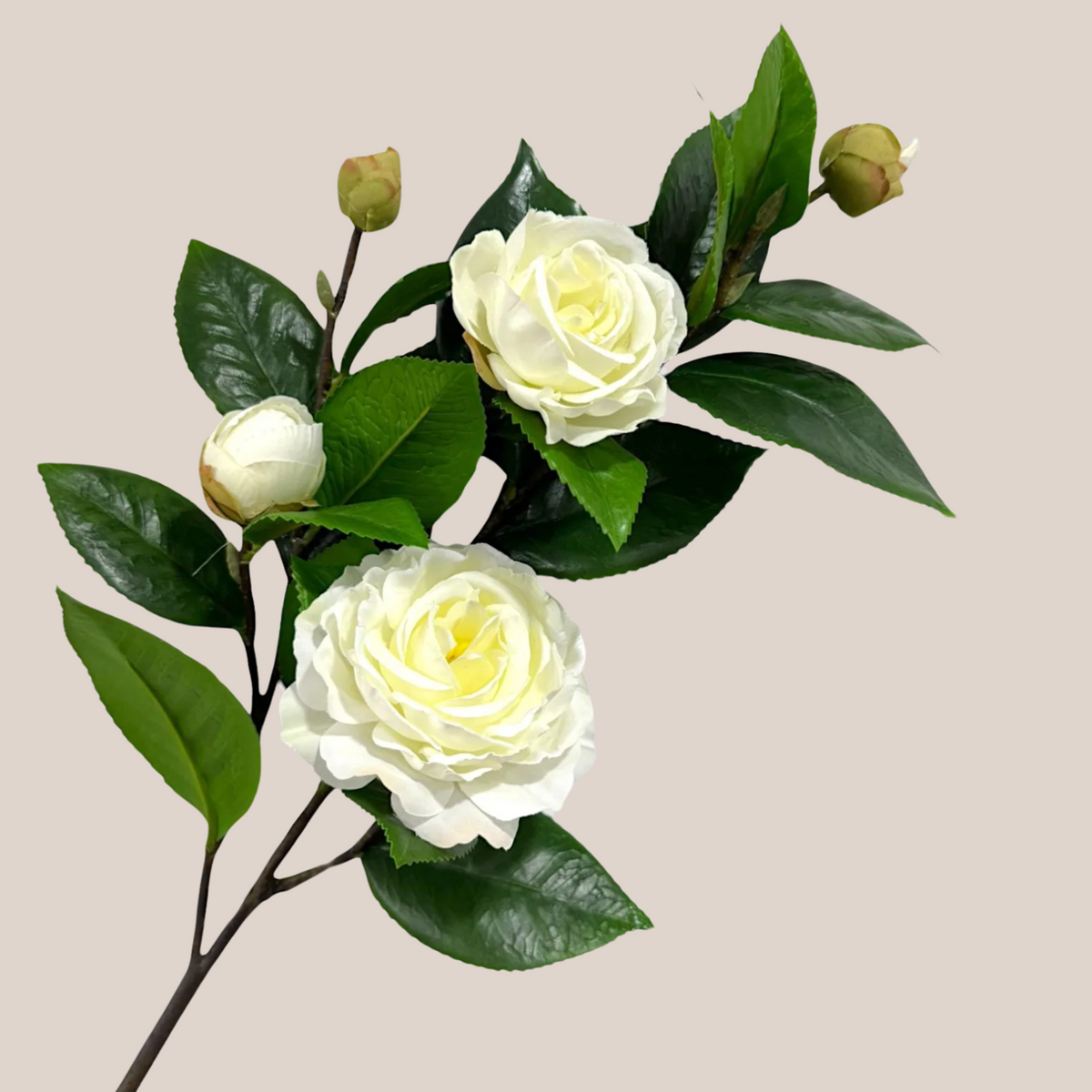 Camelia